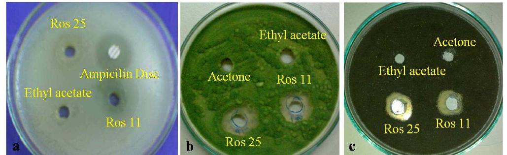(PDF) Isolation and screening of bioactive compound from actinomycetes ...