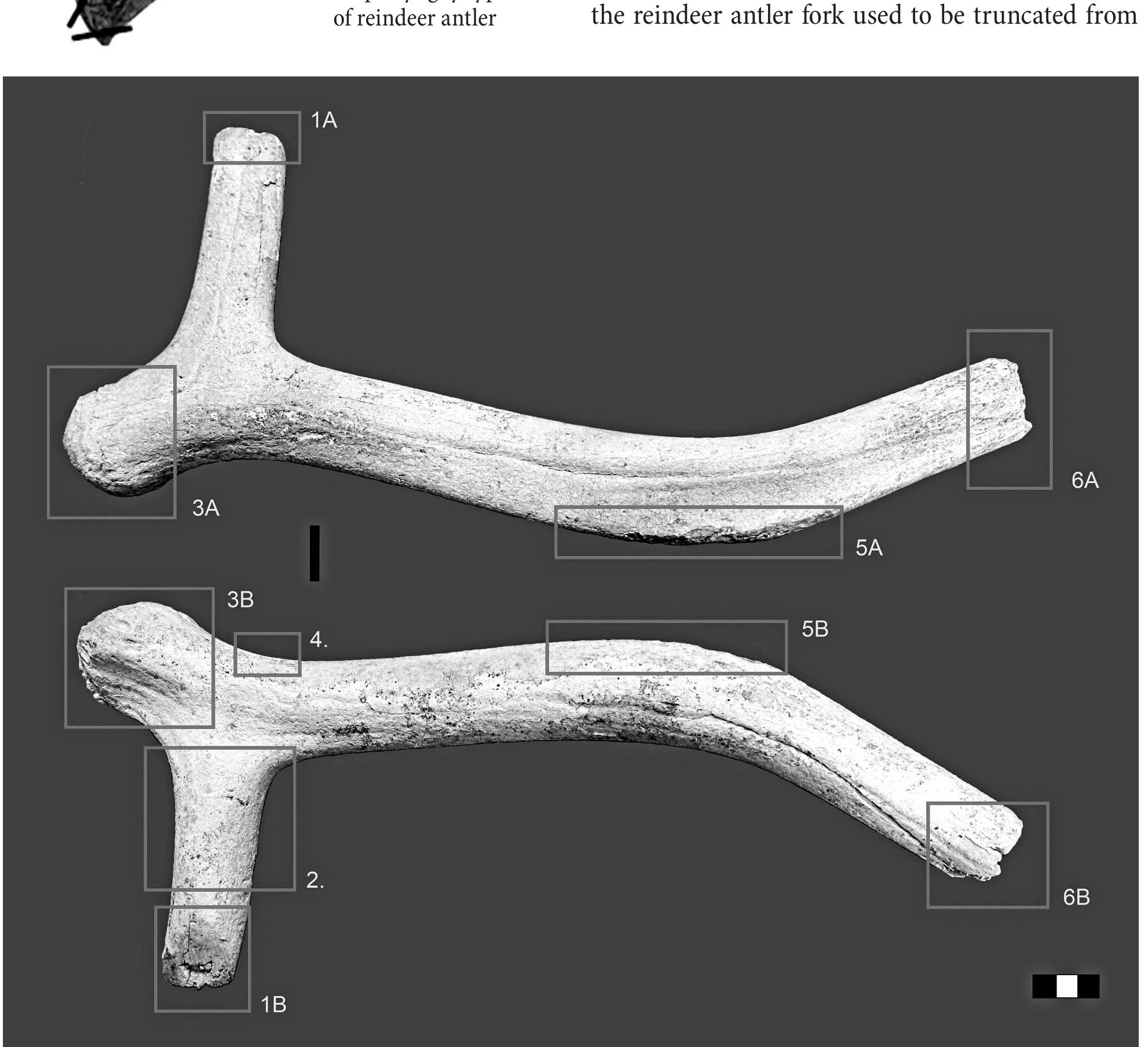 pedicle, burr, and back tine parts. In Netherlands,  Fig. 10. General obverse and reverse view of the antler hoe. Marked spots of detailed use-wear analysis. Artefact from Parupé (BirZai District). (Photo by G. Slah) 