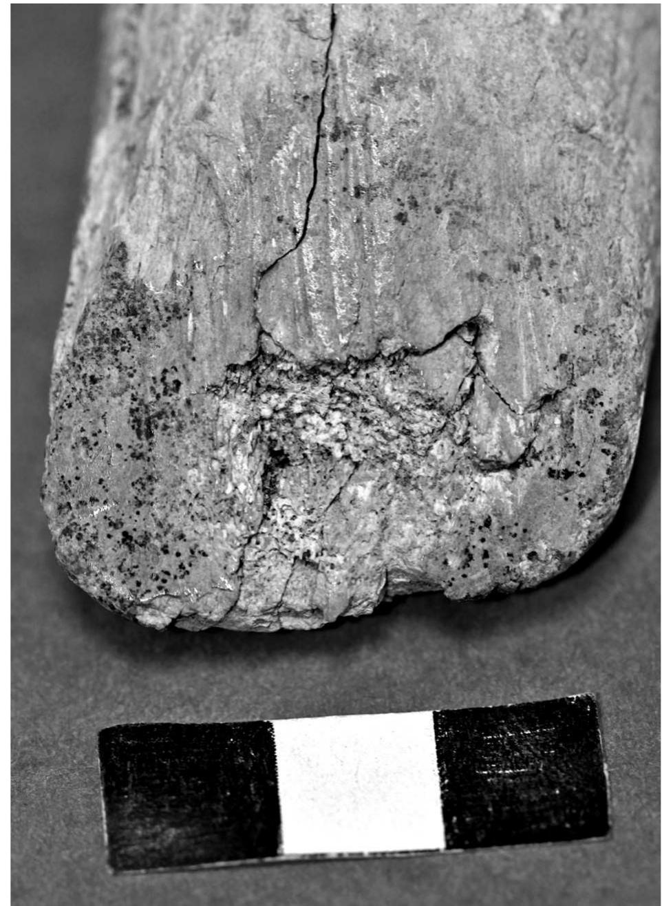 Fig. 12. Grid 1A magnified to 115x 