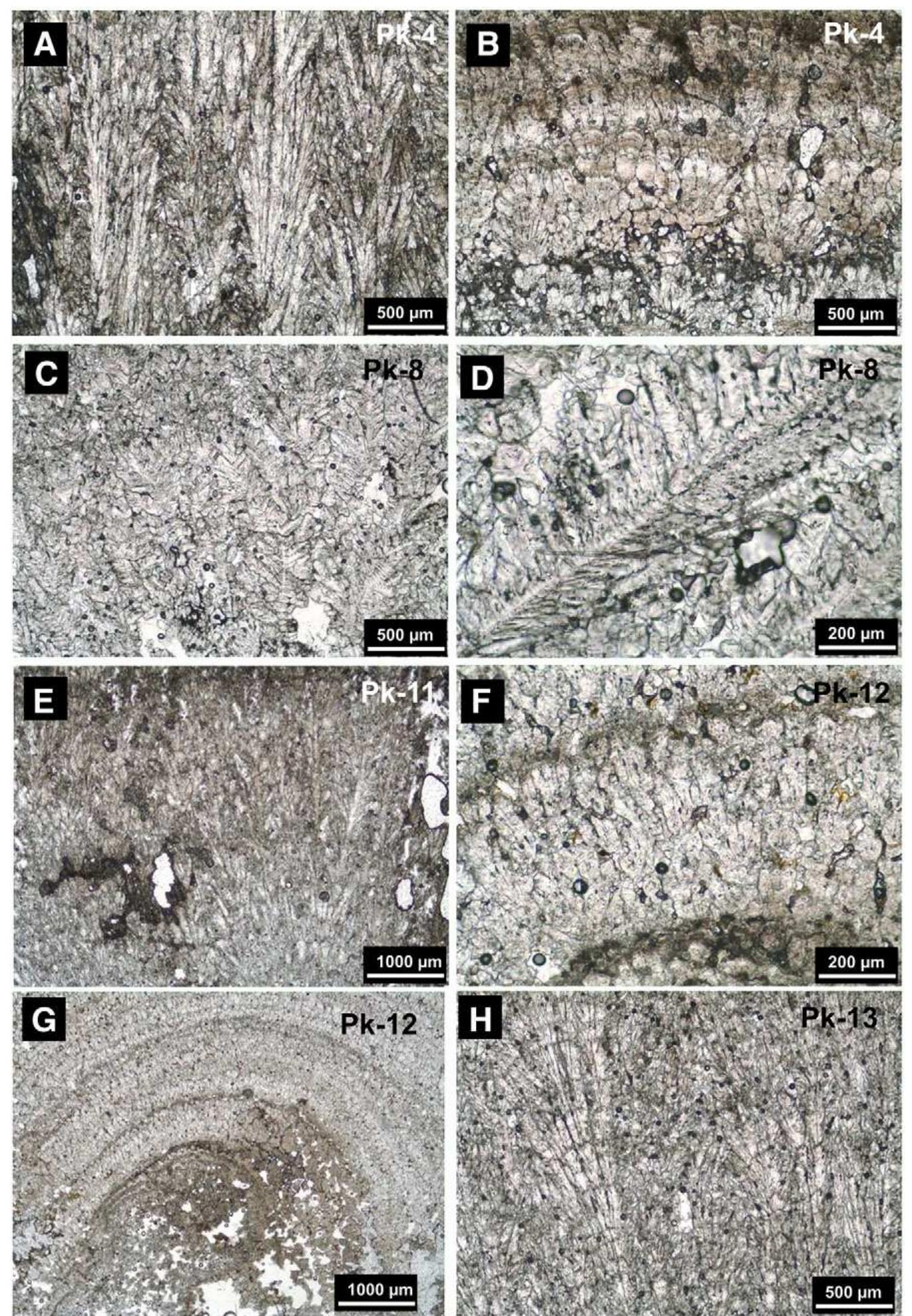 Fig. 7. Thin-section photomicrographs of travertines collected along the Pamukkale Jandarma-section showing the characteristic crystal types. A) Feather crystals of calcite show crystallographic branching. B) Alternating layers of pale sparitic clumps, divided by dark micritic laminae (Pk-4 sample). C) Branching sparite crystals of the Pk-8 sample and enlarged view of a single crystal from the same sample showing side branches perpendicular to the main crystal orientation (D). E) Feather crystals from the Pk-11 sample, which was taken from a crystalline crust sample collected on the proximal slope. F) Layers of sparitic crystals are divided by dark micritic laminae (Pk-12 sample). Layered texture of crystalline crust samples collected at the end of the proximal slope (Pk-12, G) and at the distal slope (Pk-13, H). 