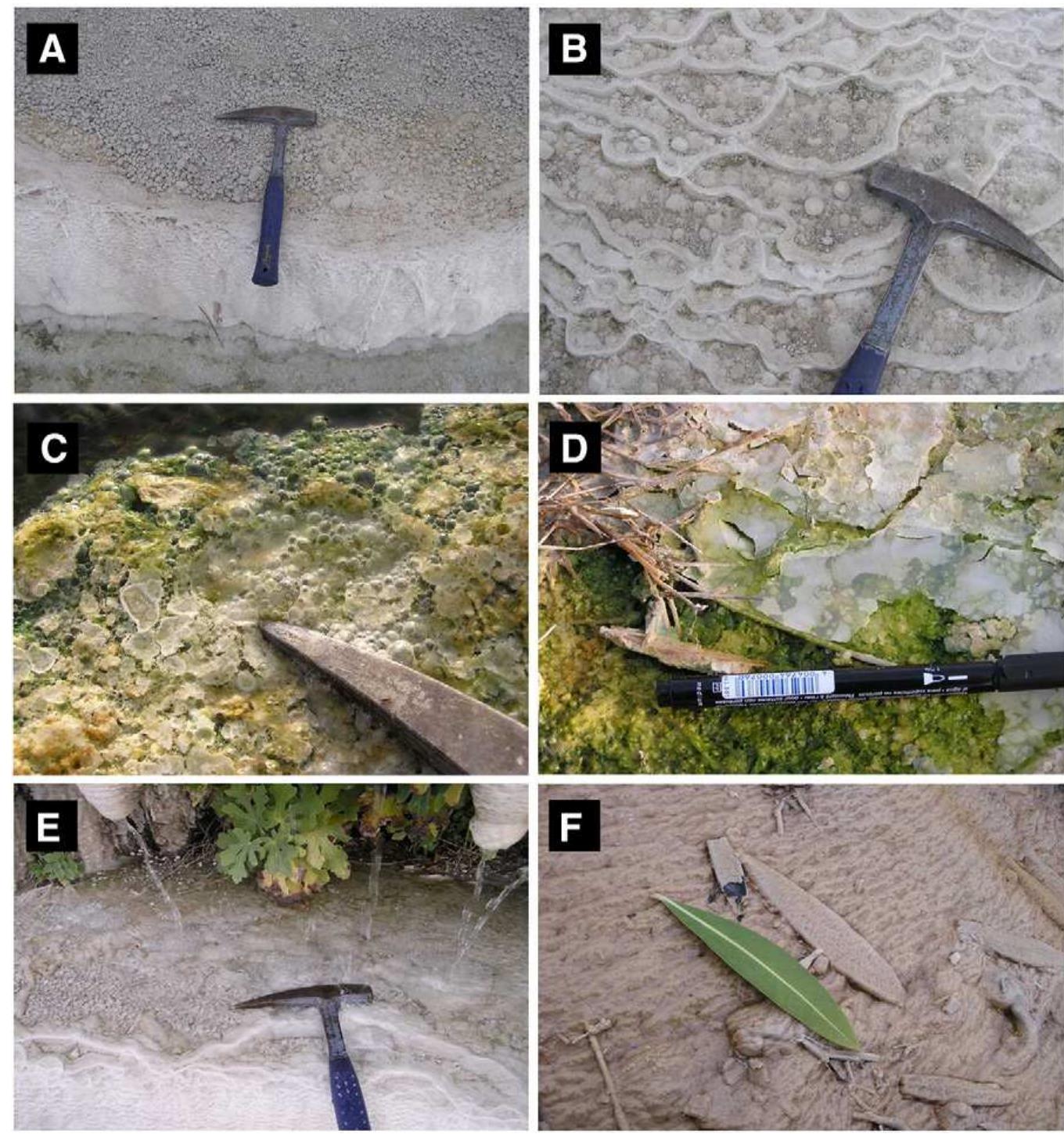 Fig. 8. Pisolites at the bottom of a terrace pool (A) and microterrace pools (B) Recently forming coated bubbles (C) and paper thin rafts (D) cover the water surface around t! Cukurba§ spring. E) Pisolites are frequent deposits below the cascades of the proximal slope. F) Encrusted leaf of Nerium oleander on the distal slope. 
