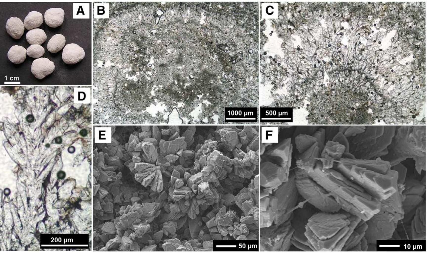 Fig. 9. A) Pisolith samples (Pk-5/b) taken from the bottom of a terrace pool at the Pamukkale Jandarma section. Photomicrographs are taken from the same sample and directly fron the centre of a pisoid (B) using different enlargements. C) The centre of the pisoid consists of micritic aggregates (pelmicritic texture; dark areas), which is surrounded by branchin; sparry calcite crystals (D). E) SEM images are taken from the Pk-5/b sample showing clumps of calcite sheets and rhombohedrons, with presumably bacterial filaments (F). 