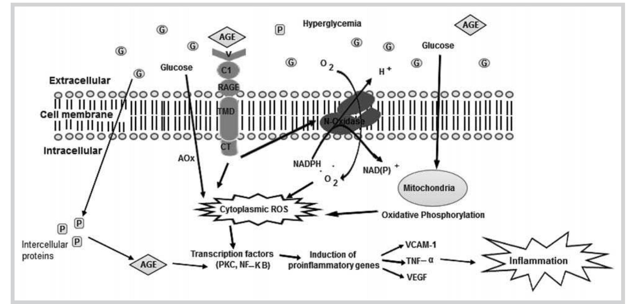 Simplified mechanisms of the pathogenesis of ages in