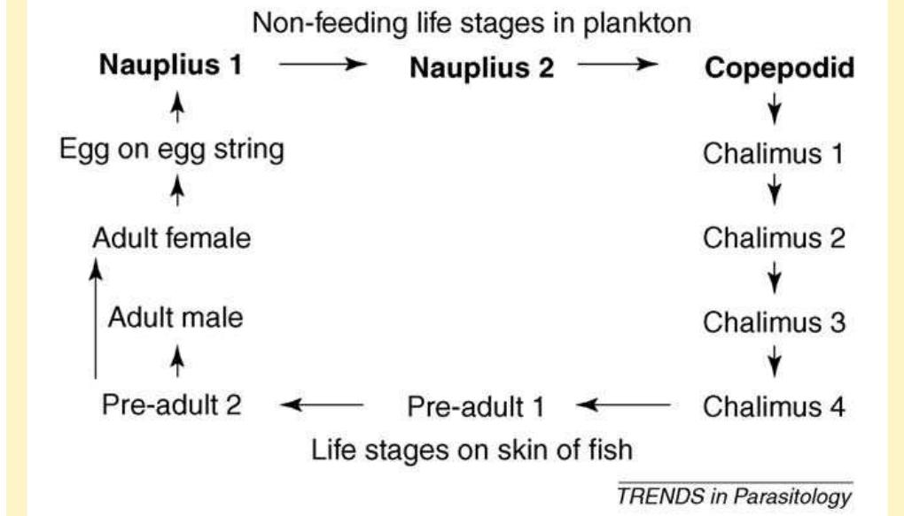 Figure 3 - from Ecology of sea lice parasitic on farmed and