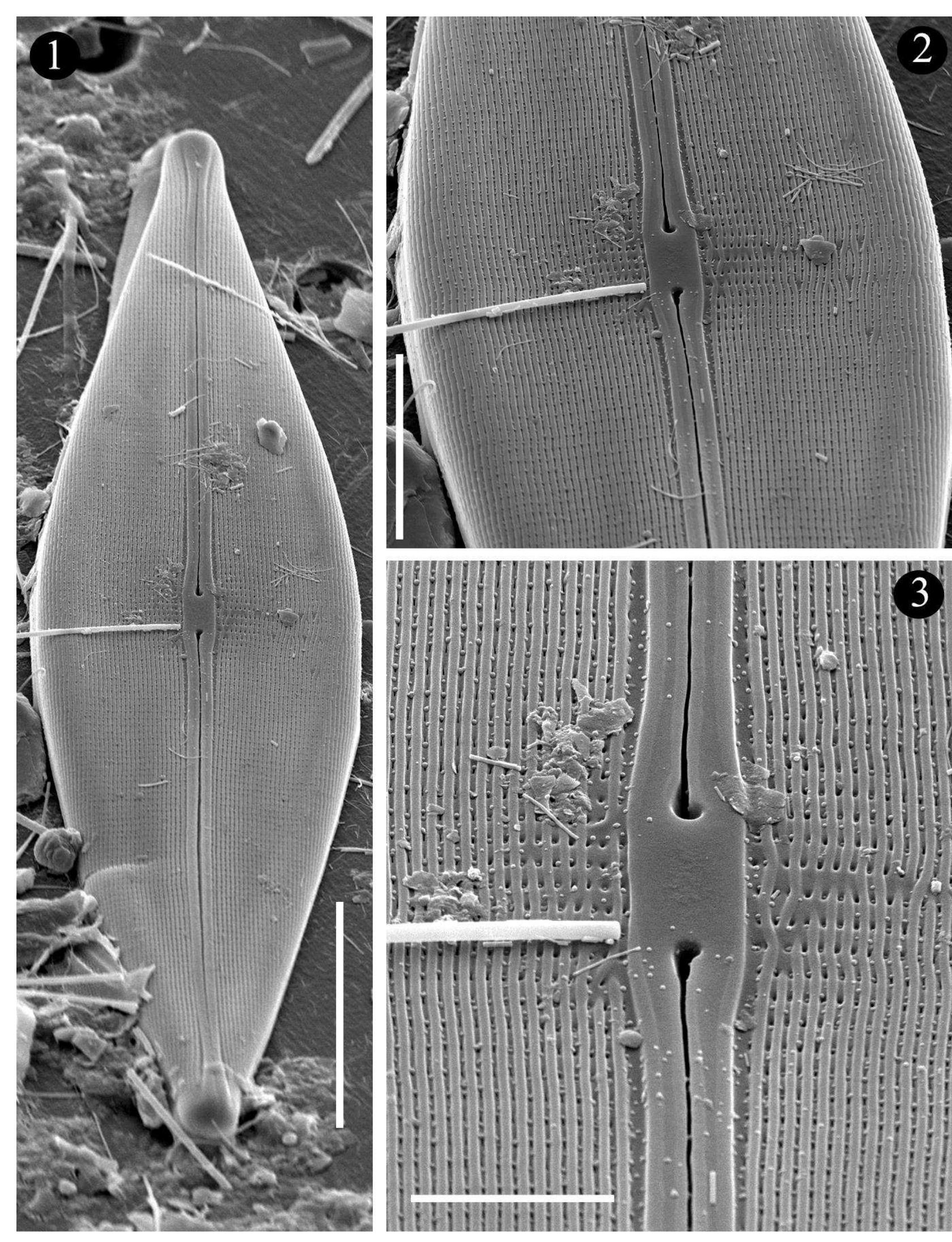 Halomorphic (PDF) SPECIES OF THE DIATOM GENUS CRATICULA GRUNOW (BACILLARIOPHYCEAE ...