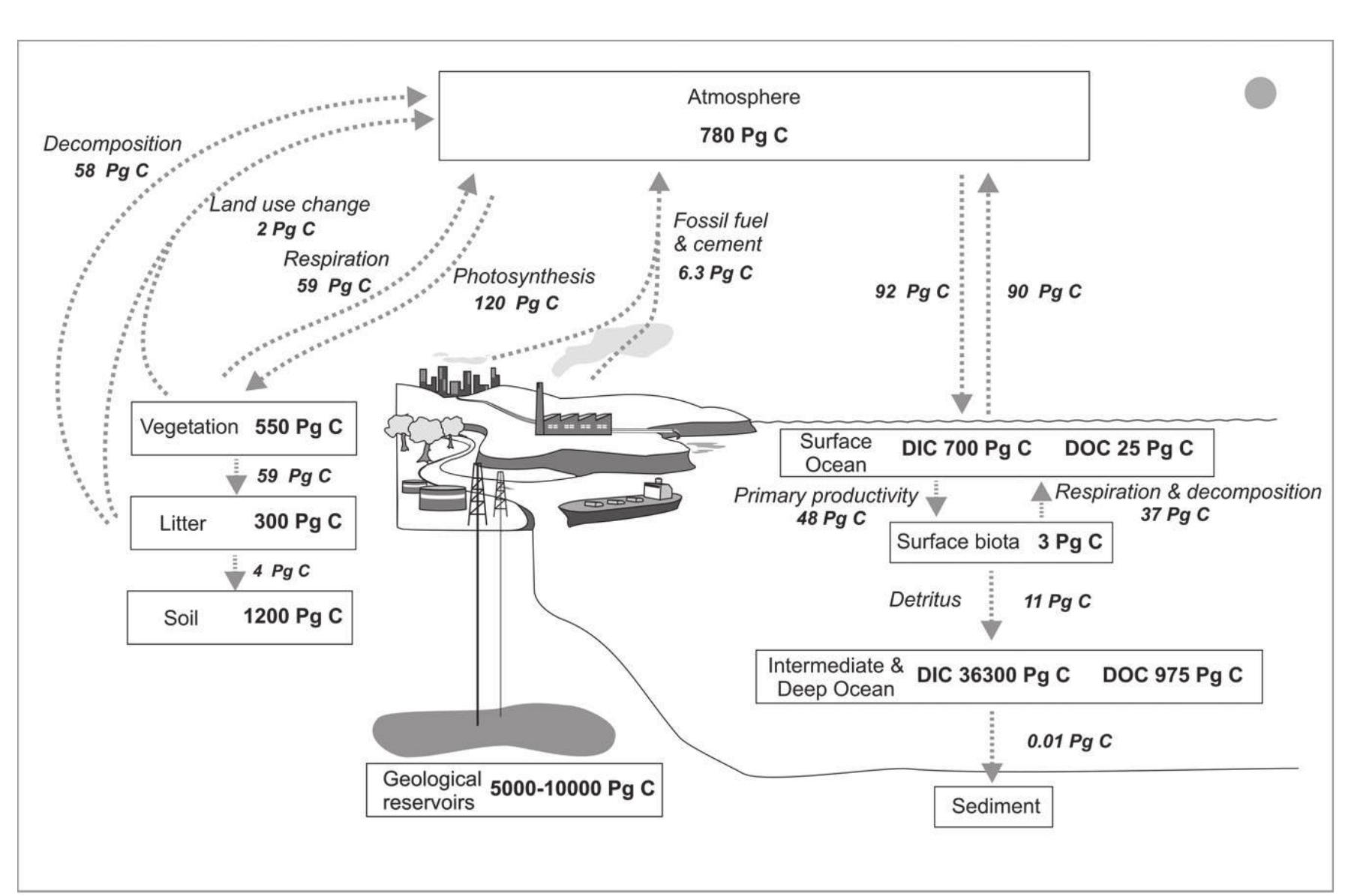 Marine Algae as Carbon Sinks and Allies to Combat Global Warming 17%  Figure 1. Current global carbon cycle. Boxes are carbon reservoirs with their size. Italics correspond to carbon fluxes among reservoirs. Units are Pg C for reservoirs and Pg C year! for carbon fluxes (Adapted from Houghton 2007). 