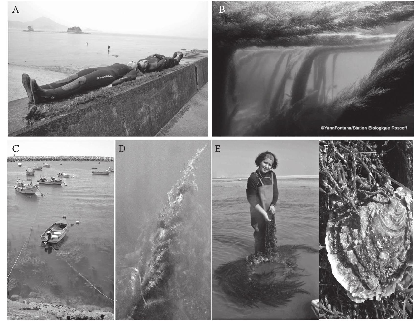 Figure 2. Sargassum muticum thallus length demonstrated (A) in the Seto Inlet Sea, Japan (summed length of the two people, 3.2 m; photo Rui Santos); (B) underwater during low tide in the shallow subtidal (2 m depth) of Morlaix Bay, Brittany, France (photo Yann Fontana); and (C) in a fishing harbour in Albufeira, southern Portugal (photo Aschwin Engelen). (D) Sargassum muticum with overgrowth of filamentous brown algae, shal- low subtidal (depth ~1 m below the level of the lowest astronomical tide), Firth of Clyde, Scotland (photo Philip Smith). E. A clump of individuals within the Ria Formosa soft-bottom lagoon (photo Rui Santos). F. On Pacific oysters, Crassostrea gigas, at | m depth at low tide in the Ria Formosa, Portugal (photo Aschwin Engelen).  The ecology and phenology of S. muticum in its native region is not well documented. It is found in the low intertidal to shallow subtidal down to 4 m below lower low tide (LLT) on shores that are more sheltered (Yoshida 1998, Tseng & Lu 2000), where it can be found on hard substrata and in seagrass or kelp beds together with other Sargassum species like S. horneri and S. patens. In the Inland Sea of Japan, it is more common in the intertidal to shallow subtidal than in deeper areas (P. Ang personal observation). The thalli can grow up to | m long in the intertidal and reach lengths of 2-3 m in subtidal environments, although lengths greater than 4 m are not exceptional (A.H. Engelen personal observation; see Figure 2). Individuals are reproductive in winter to early 
