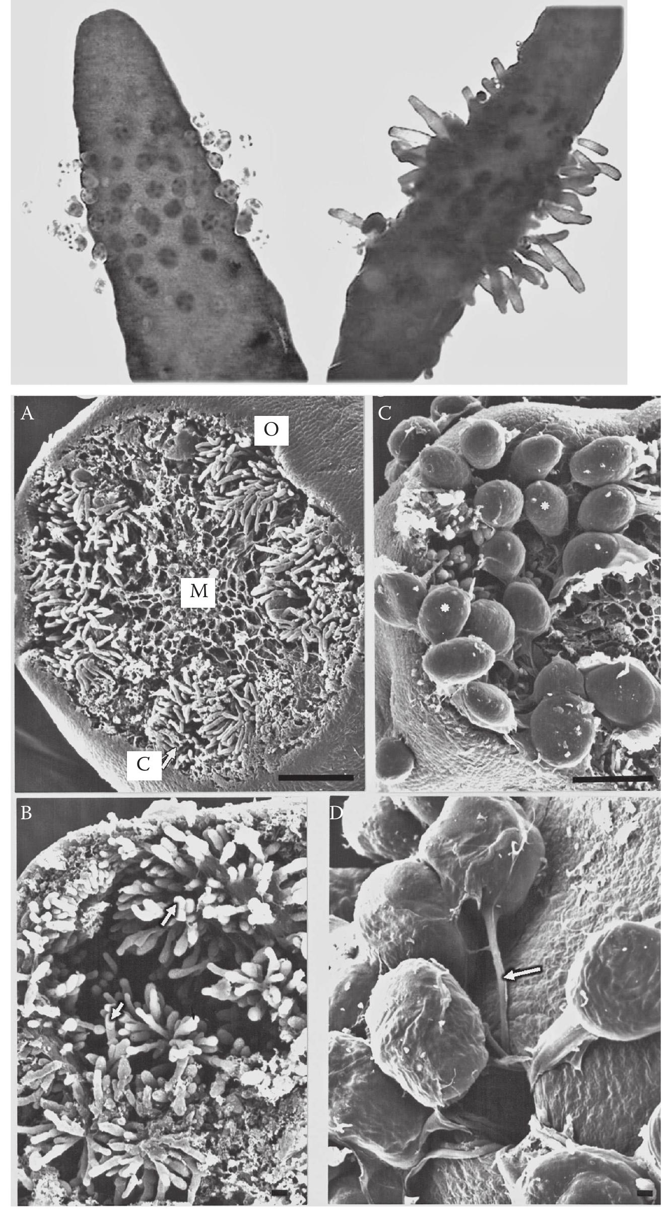 Figure 3. Sargassum muticum receptacles with attached eggs (top left) and multicellular germlings (top right). Scanning electron micrographs of $. muticum receptacles: (A) Transverse section of receptacle with medulla (M), conceptacle (C), and ostiole (O); scale bar represents 100 um. (B) Conceptacle with antheridia (arrow); scale bar represents 10 um. (C) Conceptacle with oogonia; scale bar represents 100 um. (D) Eggs retained on the outside of the receptacle after expulsion, still connected to the inside of the conceptacle; scale bar represents 10 um. (Photos by Francisco Arenas.) 