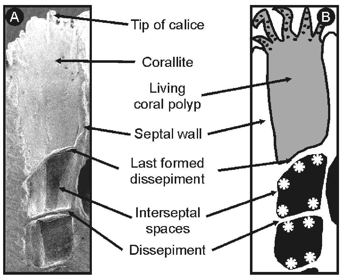 (PDF) Brucite Microbialites In Living Coral Skeletons: Indicators of ...