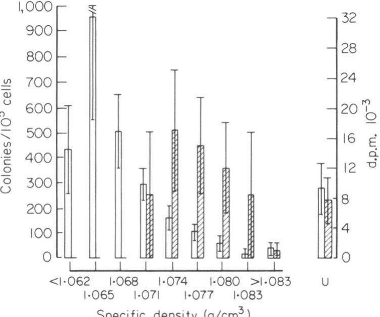 Fig. 3. T lymphocyte colony-forming ability and PHA stimulation reactivity (increased DNA synthesis) of density gradient fractions of bone marrow. (0) T lymphocyte colony formation +s.e.m. (n=3); (m) 3H-TdR incorporation (4 d.p.m.) + 1 s.e.m. (7=3); U=unseparated bone marrow.  Data represent means + s.e.m. (bone marrow n=3, blood n=4).  E-RFC=E rosette-forming cells, TL-CFC=T lymphocyte colony-forming cells.  TNyata ranreaceant manne Leam fhanea marrau n—2 hland »—A)\ 