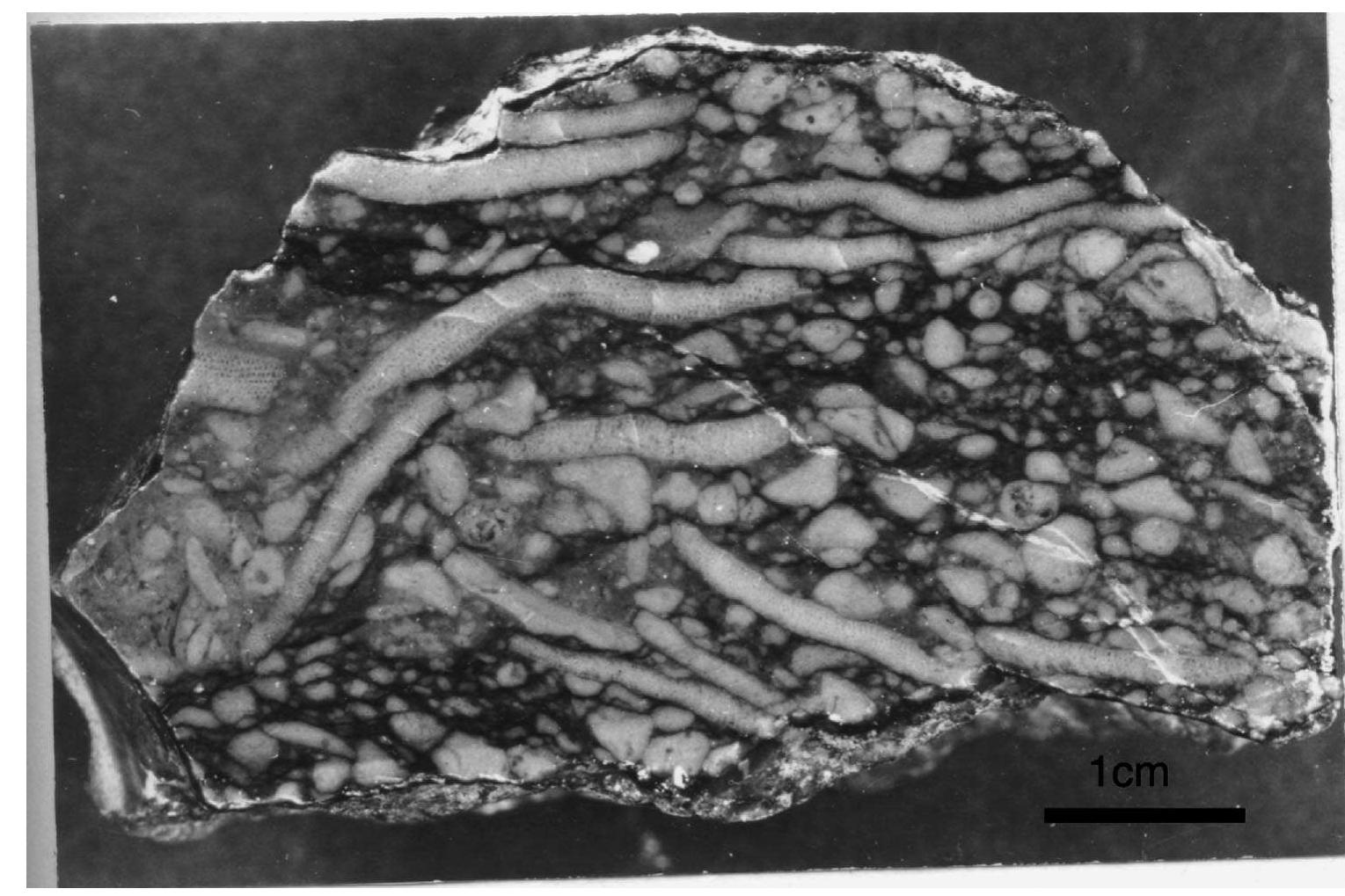 (PDF) Stratigraphy, microfacies, and petroleum potential of the Mauddud ...