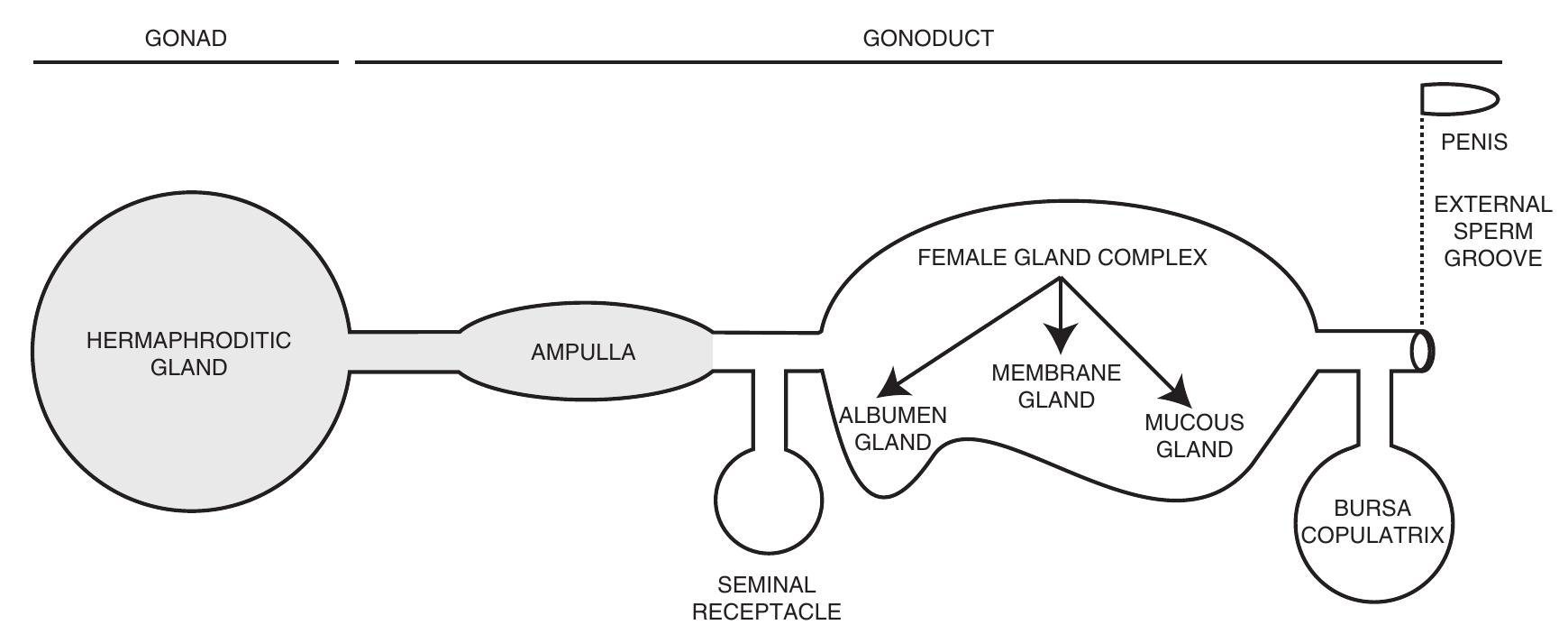 Figure 2 - from Chapter 8. Opisthobranchs