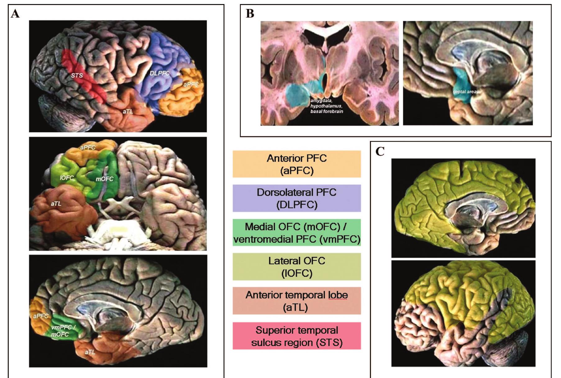 (PDF) The Neural Basis of Moral Cognition: Sentiments, Concepts, and Values