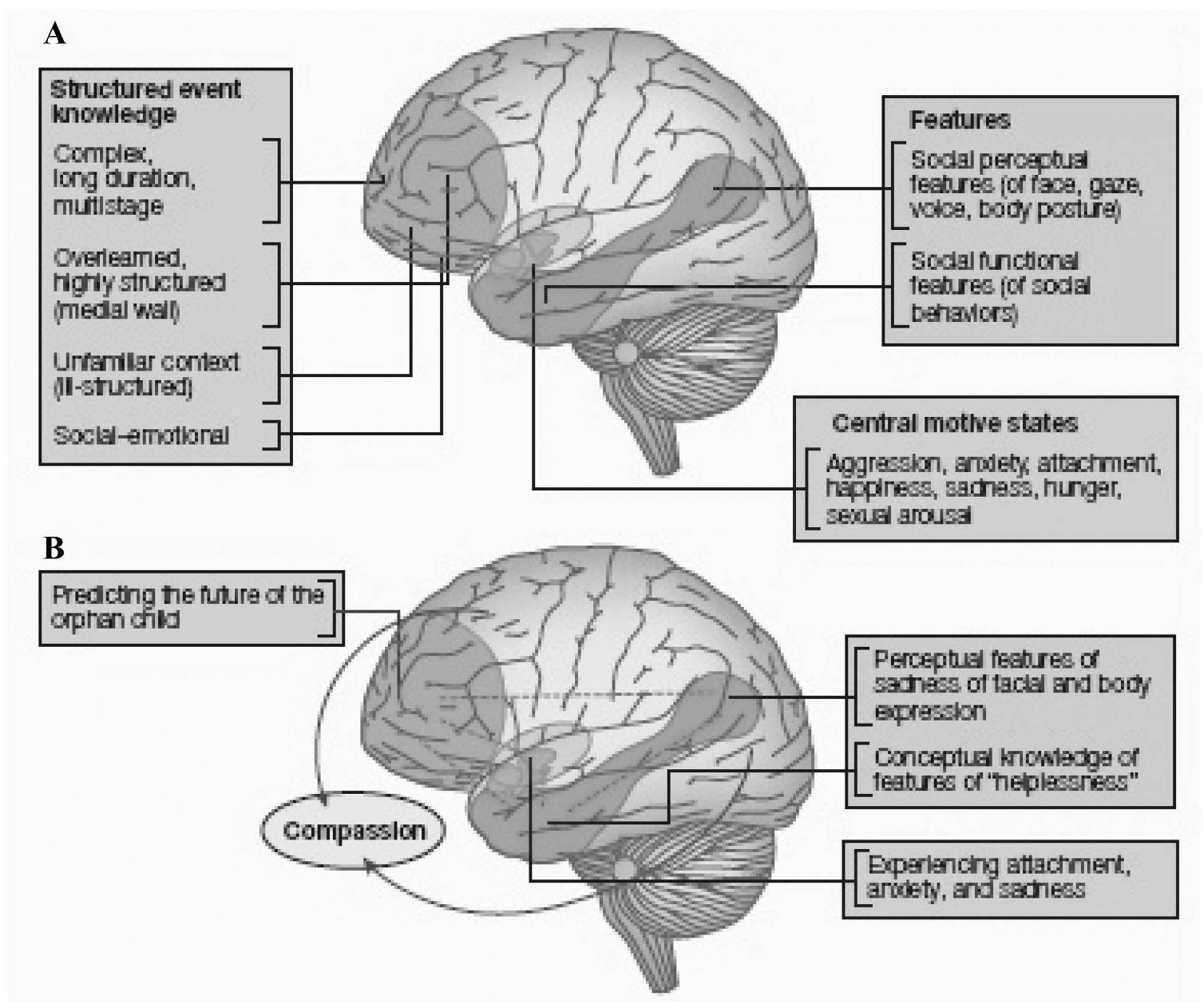 (PDF) The Neural Basis of Moral Cognition: Sentiments, Concepts, and Values