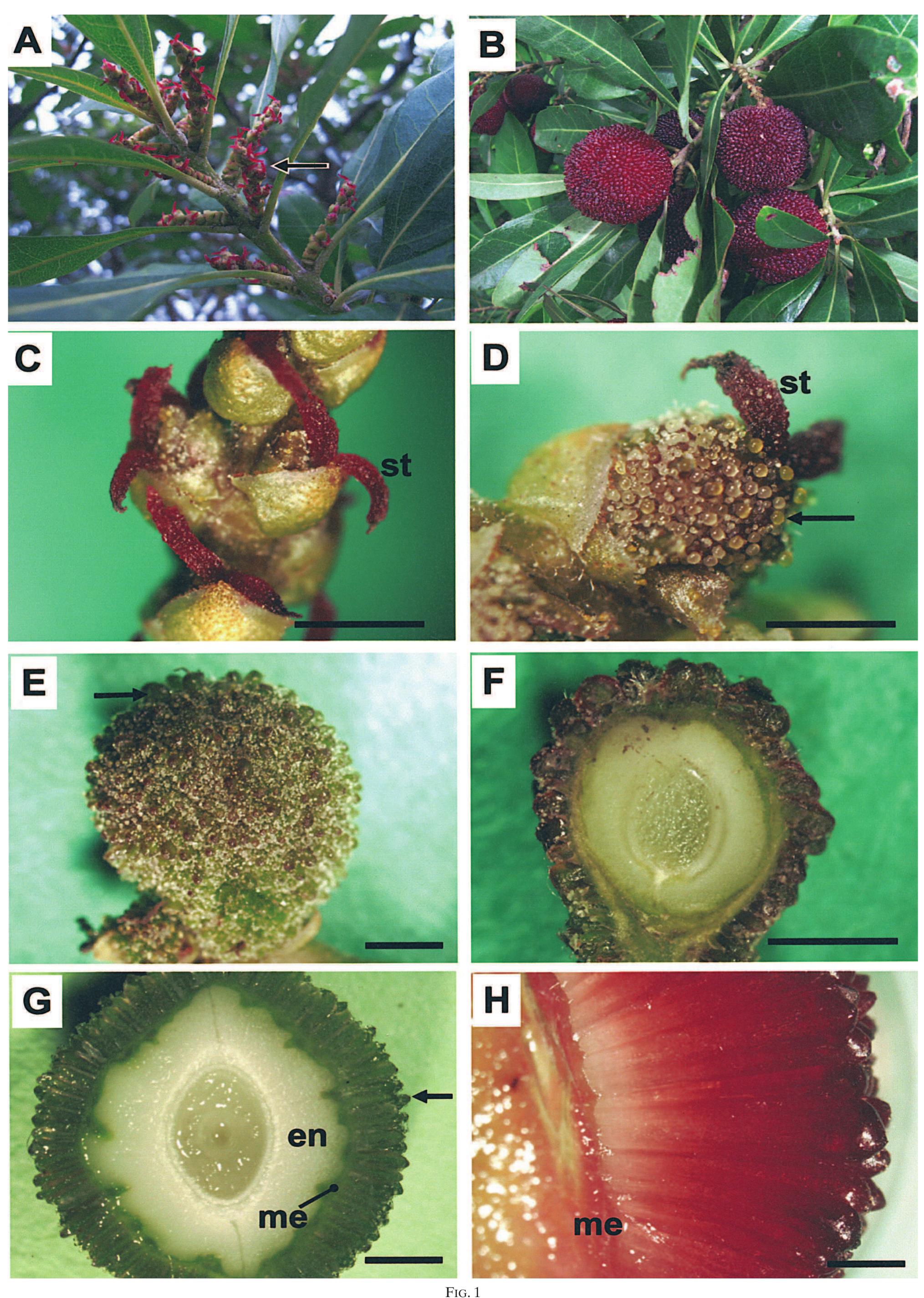 Morphology of inflorescences and fruit in female red