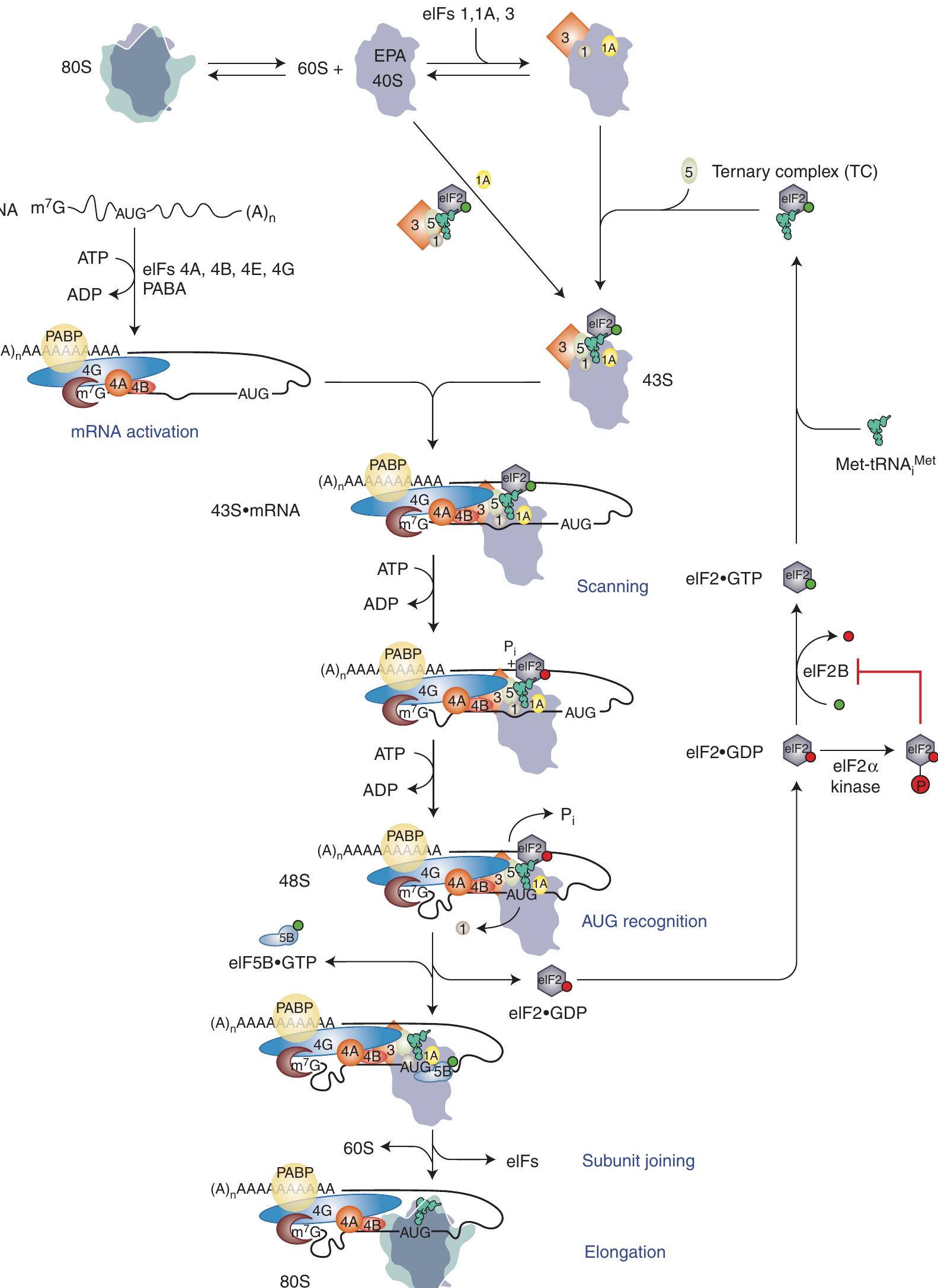Figure 1 - The Mechanism of Eukaryotic Translation