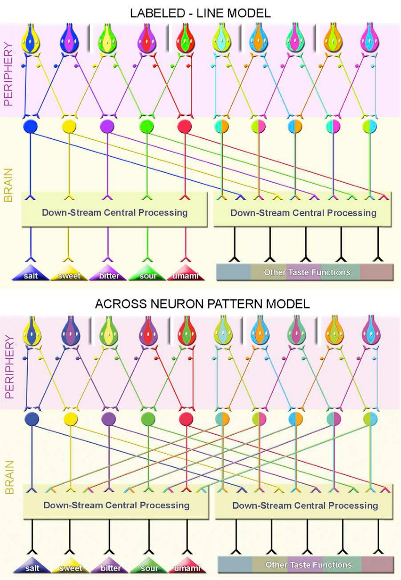 Idealized models of labeled-line versus across-neuron