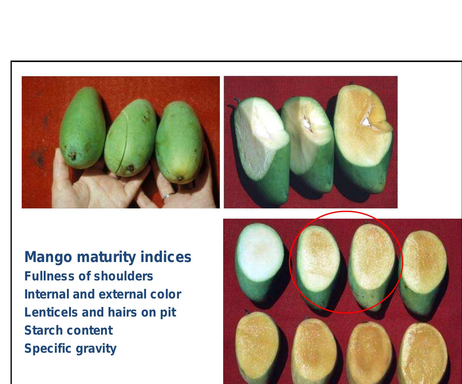 Figure 32 - Maturation and Maturity Indices When to Harvest?