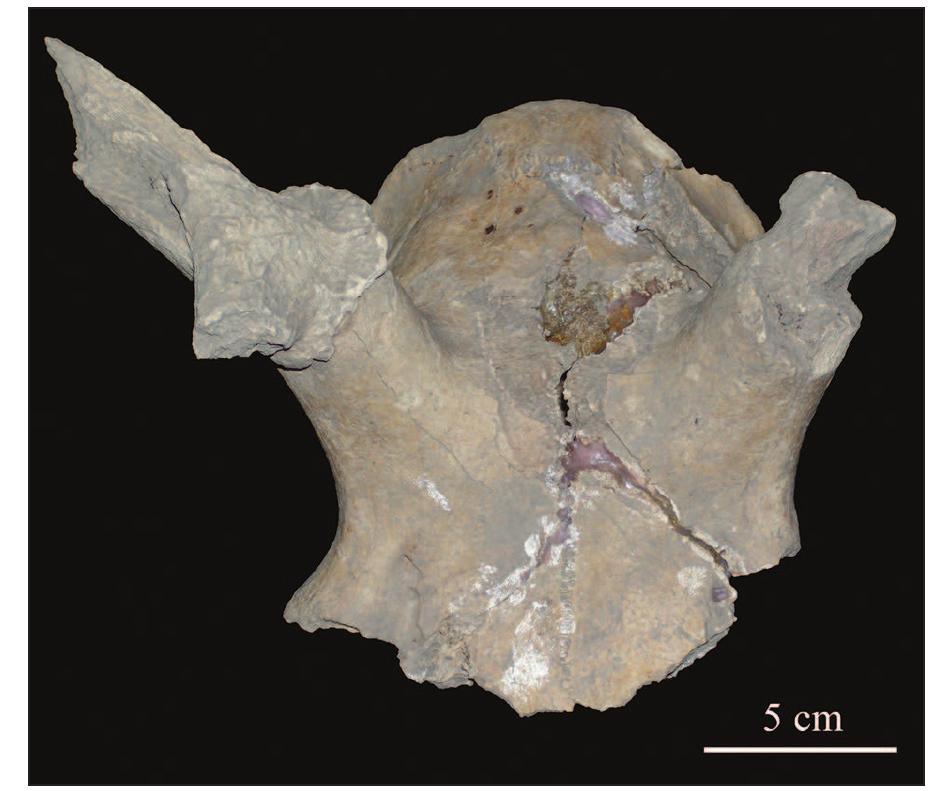 Fig. 2. Fragmented male red deer skull (VL 29/1) Jrom Vlasac, with fragmented antlers attached to pedicles, captured between September and Febru-  ary.  The fragmented red deer skull VL 29/1 (Fig. 2) ori- ginated from a young male, and on the basis of par- tially preserved antlers still on pedicles, it was deter- mined that it was captured between September and February. The skull had been used (possibly, for a significant amount of time), most likely in a series of ritualistic activities, given that it exhibited a num- ber of modifications (numerous cuts and damage to the cranial roof and flattened occipital condyles) which could not be explained by standard butcher- ing practices (Dimitrijevié et al. submitted), and that it had been deposited at the top of a sequence of several inhumations and cremations (Bori¢ 2010; Boric et al. 2014.Tab. 1: the skull is described as ori- ginating from context 19). Unshed antlers collected over the course of previous excavations indicate the same broad (autumn-winter) time span, whereas, as 