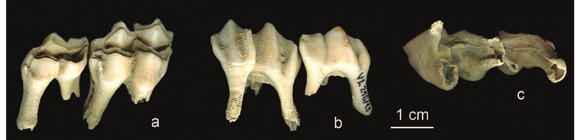 Although most of the elements utilised in ageing offered very broad season estimates spanning over several months (Tab. 1), the aforementioned spec- imens provided fairly accurate and short seasons of death. They signal particular events which took place in December-January, April-May, May, June and Sep- tember-October, i.e. are indicative that hunting did not take place during a limited period of the year. Both the fragment of a roe deer skull with an antler (VL 314 x. 23) and the red deer skull (VL 29/1) have been directly dated, producing a date of 7131-6823 cal BC at 95% probability (OxA-21962) and 6006- 5838 cal BC at 95% probability (OxA-16544) respec- tively (Boric et al. 2014). At the same time, these two dates are currently the oldest and the youngest obtained from the new excavations of Vlasac, thus dating the span of activities in the peripheral zone of the settlement, with Transformation phase activ- ity (post c. 6200 cal BC) mainly related to the inter- ment of the latest burials in the successive burial zone closed by the red deer skull (Boric et al. 2008; 2014). A wild boar tooth (VL 282/3) was found in a context (a concentration of artefacts beneath the floor of a dug-out dwelling) dated with two absolute dates: 7034-6692 cal BC at 95% probability (OxA- 24809) and 7035-6698 cal BC at 95% probability OxA-24810) (Bori¢ et al. 2014). From the previous 1970-1971 excavations, encompassing the central area of the settlement, a roe deer skull with antlers found on the floor of Building 2 (Srejovic, Letica 1978) produced a date of 7047-6699 cal BC at 95% probability (OxA-16216) (Borié et al. 2008). There- fore, it can be concluded that the majority of these events occurred during the last century of the 8th millennium and the first half of 72 millennium BC, and could be taken as representative of Late Mesoli- thic resource exploitation patterns at the site.   Fox teeth (an upper deciduous canine and a germ of the first molar, VL 222/22-23) were included in this study, as they provided a fairly reliable kill season 