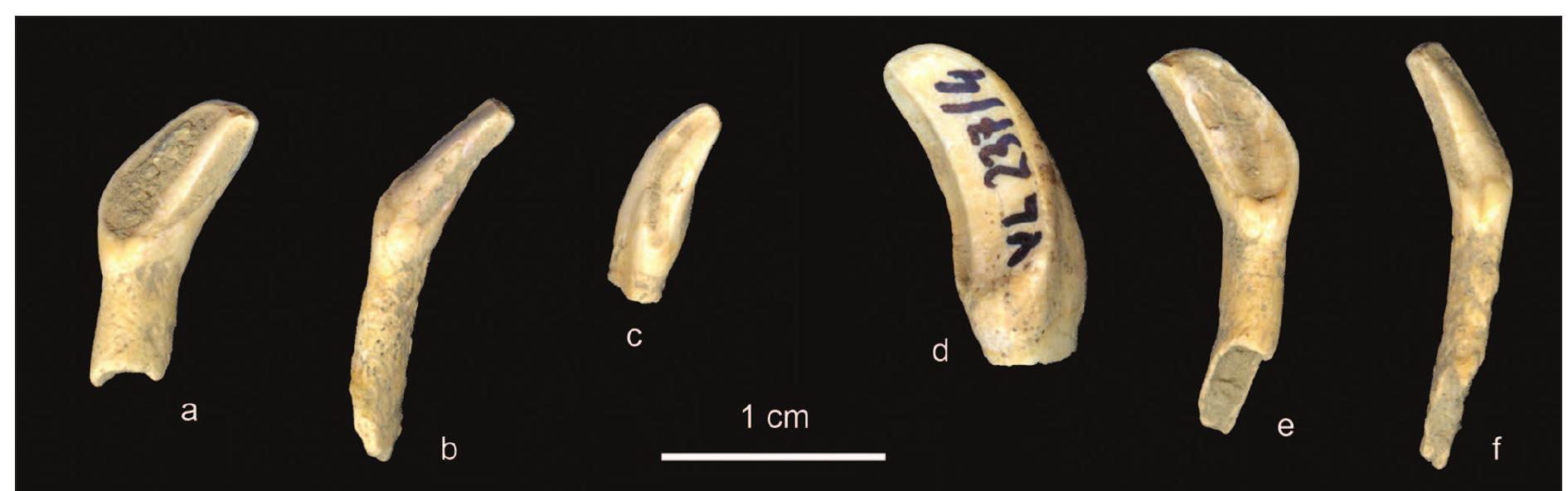 Fig. 4. Red deer permanent and milk front teeth (VL 237/4) from a mandible that had not been preserv- ed from Vlasac, indicating an age of 15-18 months or an August-November kill: a right milk 2"4 incisor;  b right milk 34 incisor; c right milk canine; d a germ of the left 34 permanent incisor; e left 2"4 milk in- cisor; f left 3¢4 milk incisor.  Becoming sedentary? The seasonality of food resource exploitation in the Mesolithic-Neolithic Danube Gorges  