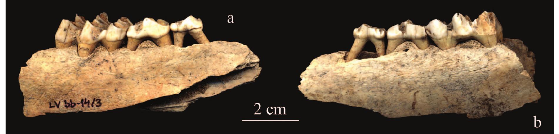 Fig. 6. Red deer right mandible with milk molars (LV bb-14/3) from Lepenski Vir, originating from a 13- 15 month old individual, killed between July and September: a buccal; b lingual.  vié 2000; Boric, Dimitrijevié 2006; Zivaljevié in  prep.). T  he context has not been AMS dated, but  given that the deposition of faunal remains predat- ed the house construction, it can be concluded that  the even  (s) took place during an early settlement  phase. The unity of the assemblage is seen in the large portions of the red deer and brown bear car-  casses, W red deer  hich were probably butchered in situ. The remains originated from a young individ-  ual, given its milk dentition, unfused proximal and distal epiphyses of long bones and porous structure of the short bones. Its age has been determined on  the basis  of a left mandible (LV bb-30/2) with a 204  and 3d decidious molar, alveole for the 4th decidi- ous molar and an erupting 1st permanent molar (Di- mitrijevic 2000.Fig. 12). This stage of dental devel- opment and wear indicate a four-month-old indivi- dual, suggesting that the kill season was in Septem-  The red deer maxilla with vyrezub teeth, as well as the aforementioned red deer skull from House 28 
