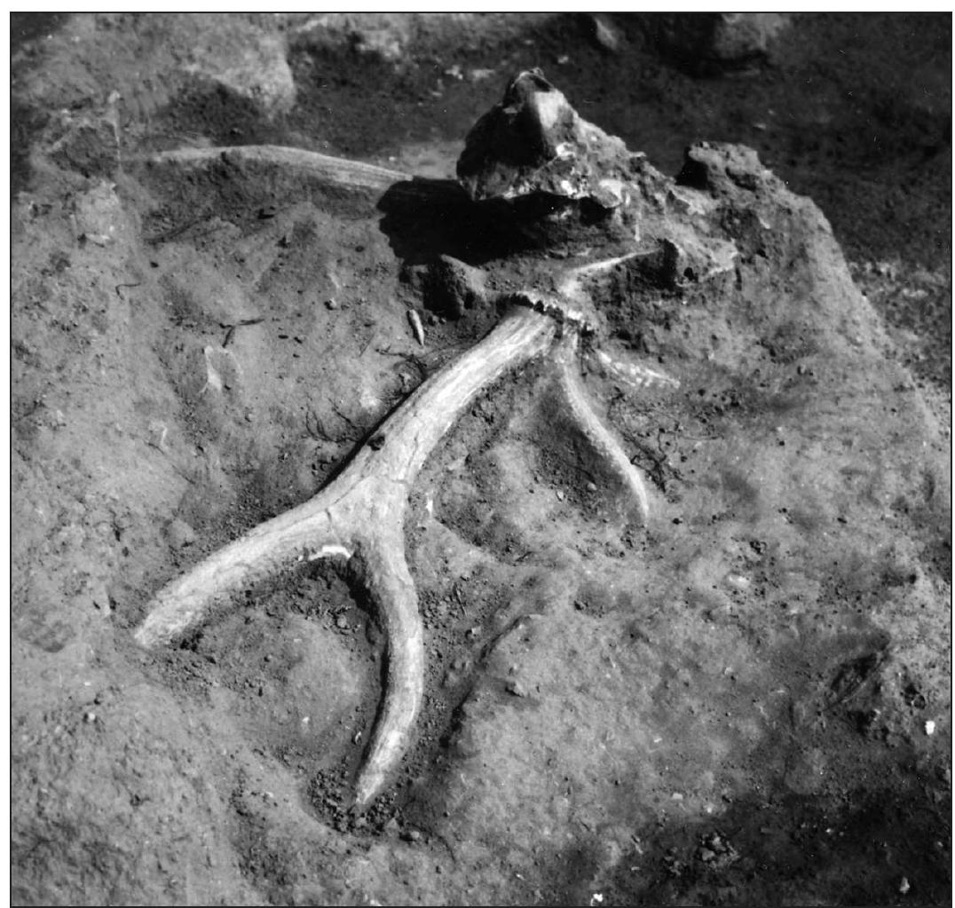 Fig. 5. Red deer skull with antlers (LV 261/1-2) deposited facing the floor of House 22 at Lepenski Vir; the kill took place in February-March. Photo from the archive of the Com- puter Documentation Centre, Faculty of Philosophy, Belgrade. 