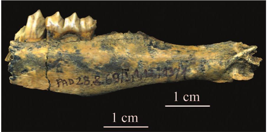 Fig. 8. Roe deer mandible with alveoli for milk mo- lars (D2-D3), last milk molar (D4) and a fragment of the first permanent molar (PAD 28.8. 69/1) from a Mesolithic occupational context at Padina. The animal was between 4-8 months old, suggesting the capture occurred between September and Janu-  ary.  An important issue to be addressed here is whether permanent, year-round occupation can be distingui- shed from a series of repeated visits, of varying du- 