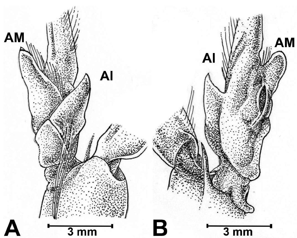 Appendix masculina (am) and appendix interna (ai) on the