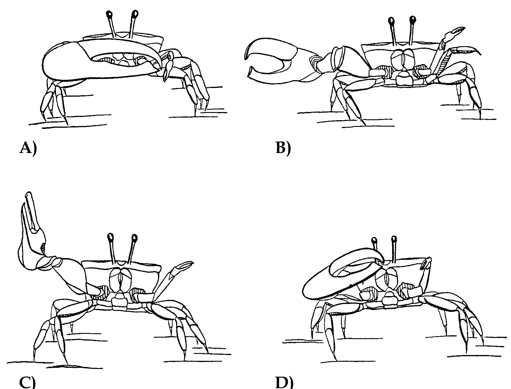 Figure 28 - THE COMPARATIVE CLAW MORPHOLOGY, PHYLOGENY, AND