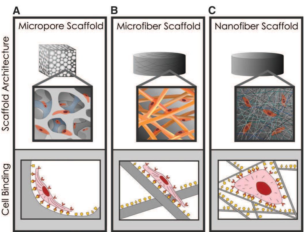 (PDF) Science 2005 Stevens Exploring and Engineering the Cell Surface ...