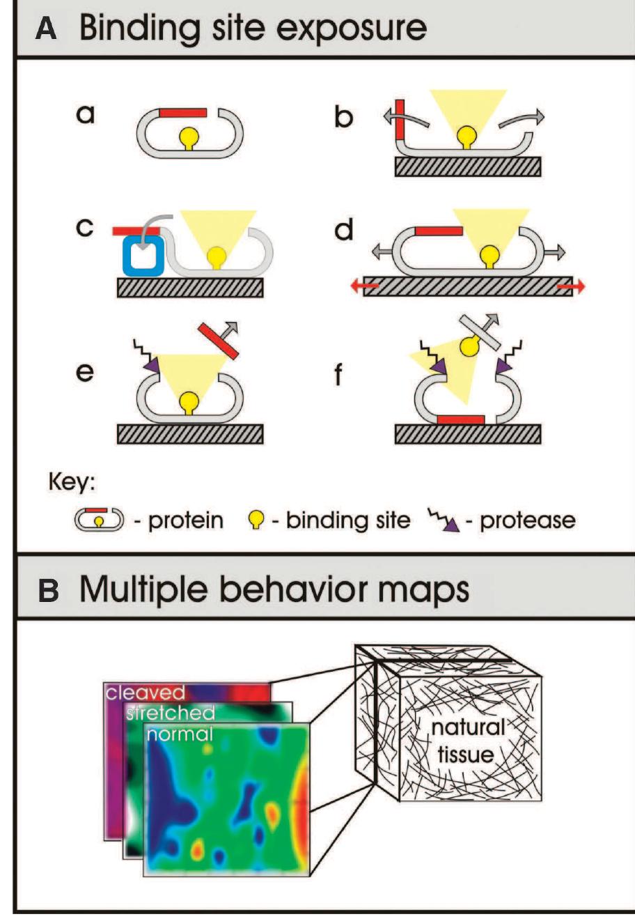 (PDF) Science 2005 Stevens Exploring and Engineering the Cell Surface ...