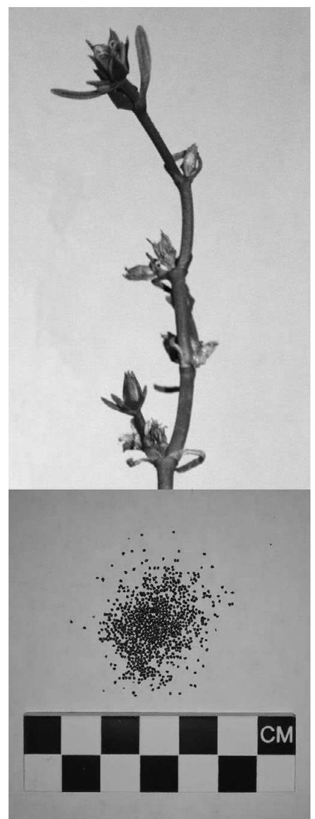 Figure 1. Top: Sesuvium verrucosum stem showing seed heads and flower. Bottom: Sesuvium verrucosum seeds shown with scale.  As sea-purslane seeds are generally not con- sumed as food, there has been no previous caloric or nutrition analysis done on them. The results of the proximate analysis of a 20-g sample of Sesu- vium verrucosum seeds are in Table | and are compared to those for sea-purslane leaves (Sesu- vium verrucosum), coast live oak acorns (Quer- cus agrifolia), and southern California black walnuts (Juglans californica). In addition to presenting the first published values for western 
