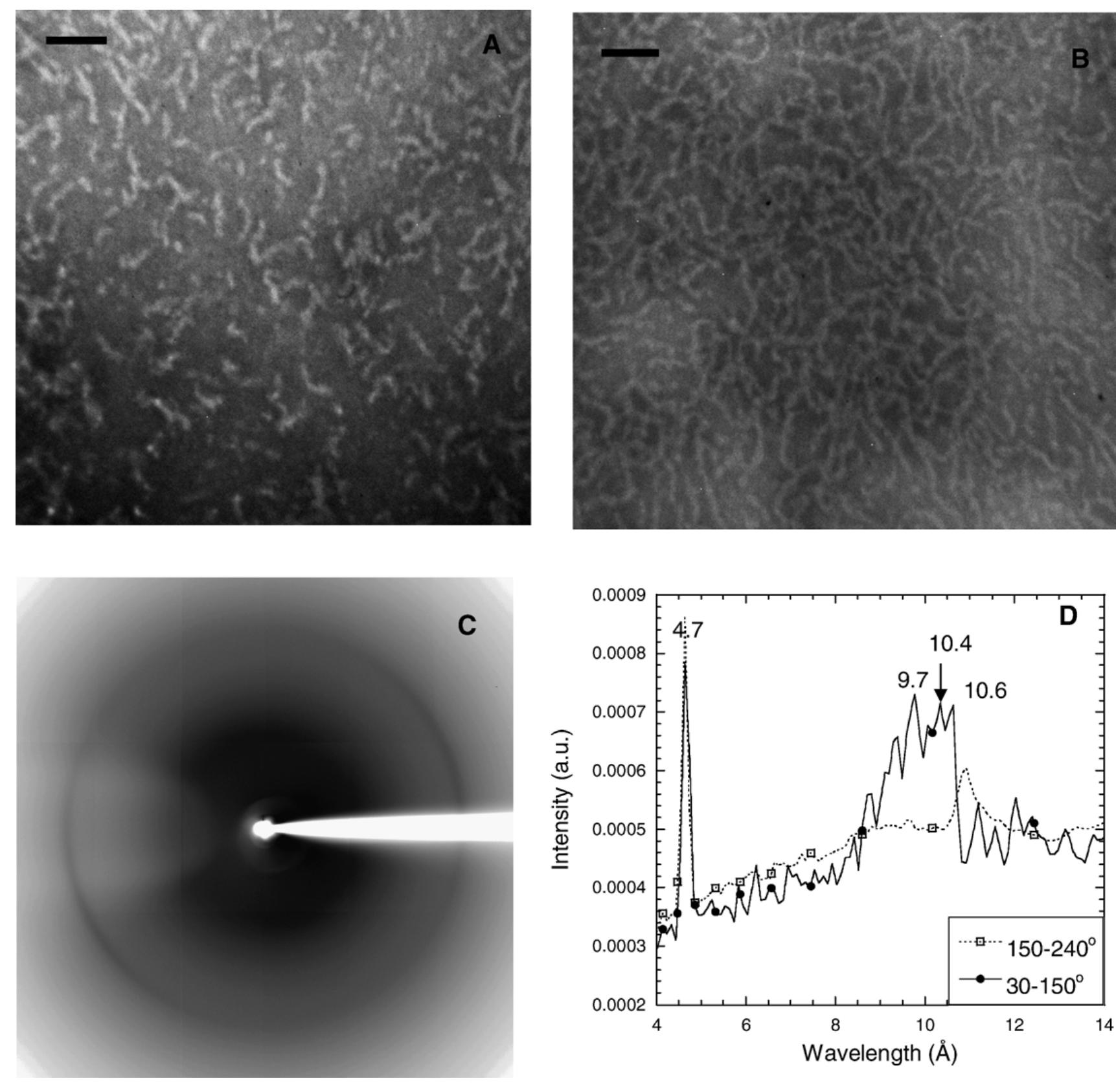 Fiber Diffraction Pattern Figure 3 - from Aggregation and fibrillation of bovine serum