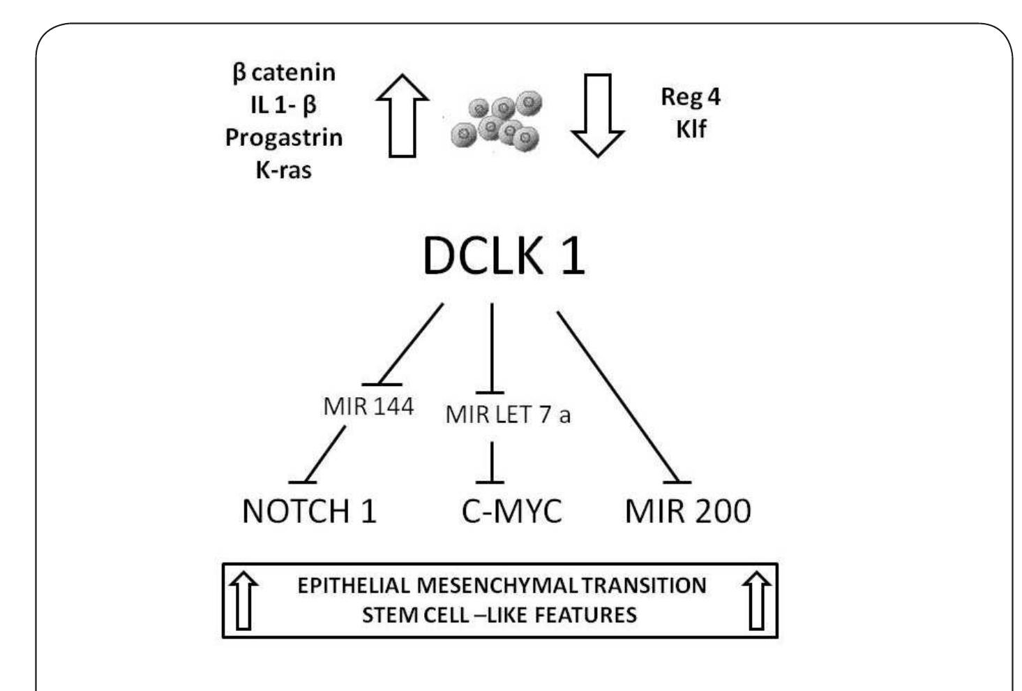 (PDF) DCLK1 expression in gastrointestinal stem cells and neoplasia