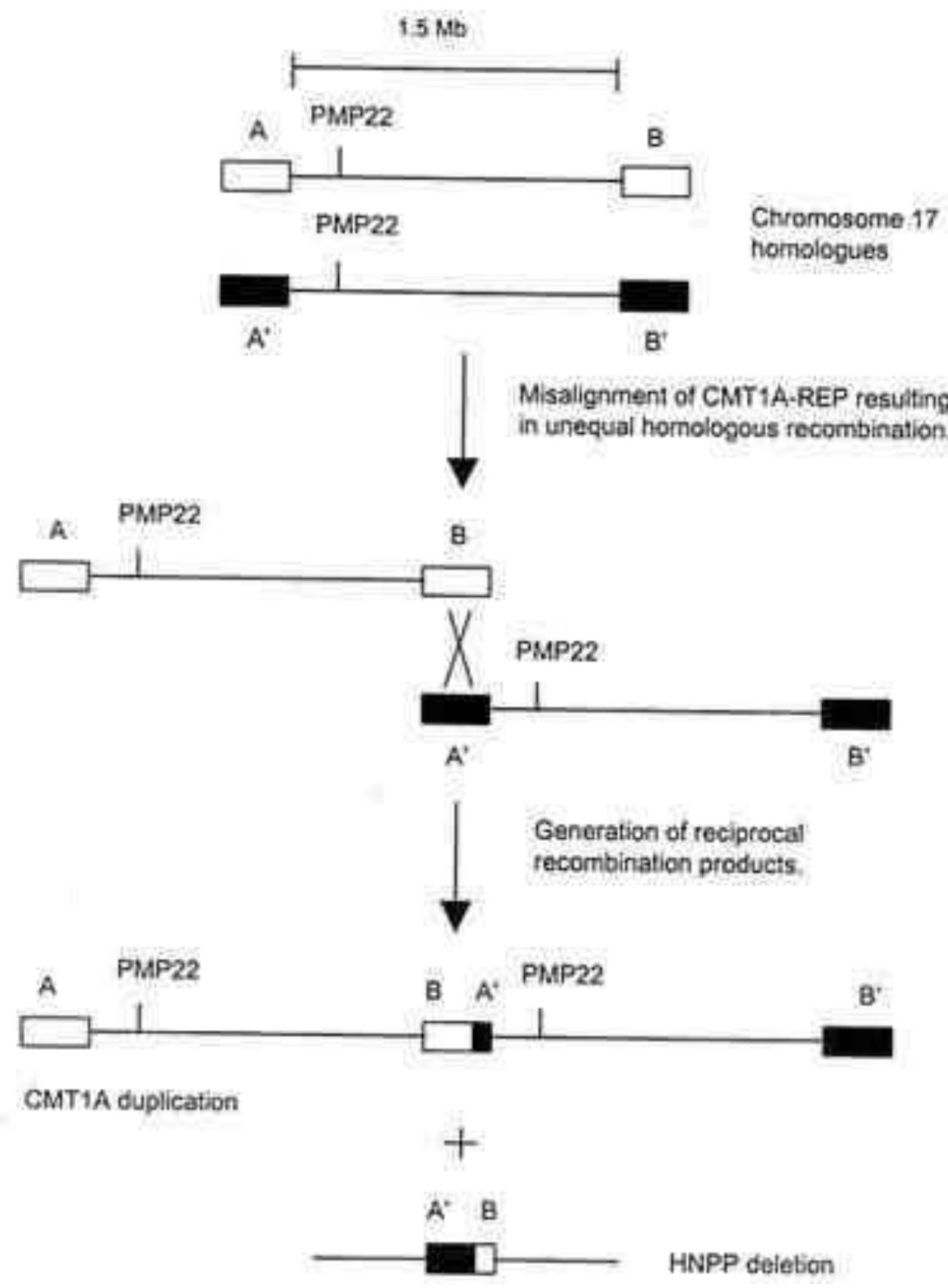 (1). proposed mechanism for the generation of the cmt1a