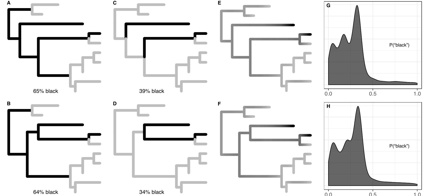 Ficure 1: Different historical scenarios compatible with the same synchronic data. A-D: con- trasting possible histories A vs. C and B vs. D that are compatible with the same synchronic distribution of “black” (20%) vs. “gray” (80%) languages (= tips of the trees), assuming different tree topologies across the two rows (A and C vs. B and D, respectively). E-H: posterior proba- bility distributions of states estimated by the methods explained in Section 3.4.2, visualized as  densities over time in a gray-to-black gradient (E and F) and as density plots for the probability of “black” across samples of 30-year intervals in each tree (G and H).  dispreferred in the unknown past. The problem is illustrated schematically in Figure 1.  To test this, we compiled a systematic sample of Indo-European languages (Supporting Ma- terial 1). With this sample, we first assess below whether any historically attested or extant language lacks NP recursion across all types (Section 3.4.1). However, synchronically attested distributions can be deceptive (Maslova 2000, Cysouw 2011). For example, even if some fea- ture or state dominates the attested languages of a family, it is entirely possible that it was dispreferred in the unknown past. The problem is illustrated schematically in Figure 1. 
