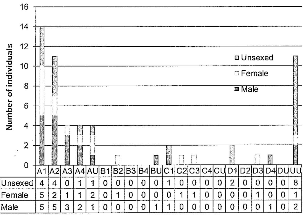 The woman in Grave 34 (Figs. 9 and 25) was positioned cradling an infant, while the infant in Grave 51 (Figs. 1 and 31) appeared to rest against a woman's feet. Children’s and adolescents’ burials were generally supine extended,  In sword Burial 10 (rigs. 18 and 19), the shield was placed over the feet and lower legs, and the sword wrapped in cloth and placed adjacent to the body, while in Grave 12 (Fig. 20), the shield lay against the left side of the body. In Graves 33 (Fig. 25) and 37 (Fig. 26), the arm appears to have been placed in order to keep the knife visible at the waist. The long knife in Grave 43 (Fig. 27) was placed along the top of the lower left arm. The long knife in Grave 49 (Fig. 30.1) was probably held in the left hand, point upwards. In female Grave 9 (Fig. 17), silver slip-knot rings appeared to be scattered across the torso; similarly, several bead strings were arranged on top of the torso in Grave 46 (Figs. 29 and 30). The chatelaine of the woman in Grave 54 (Fig. 32) was arranged symmetri- cally between the legs; the woman in Grave 31 (Fig. 24) held a probably amuletic iron nail in her hand, which would probably not have been visible at the time of burial  (Fig. 24.2). 