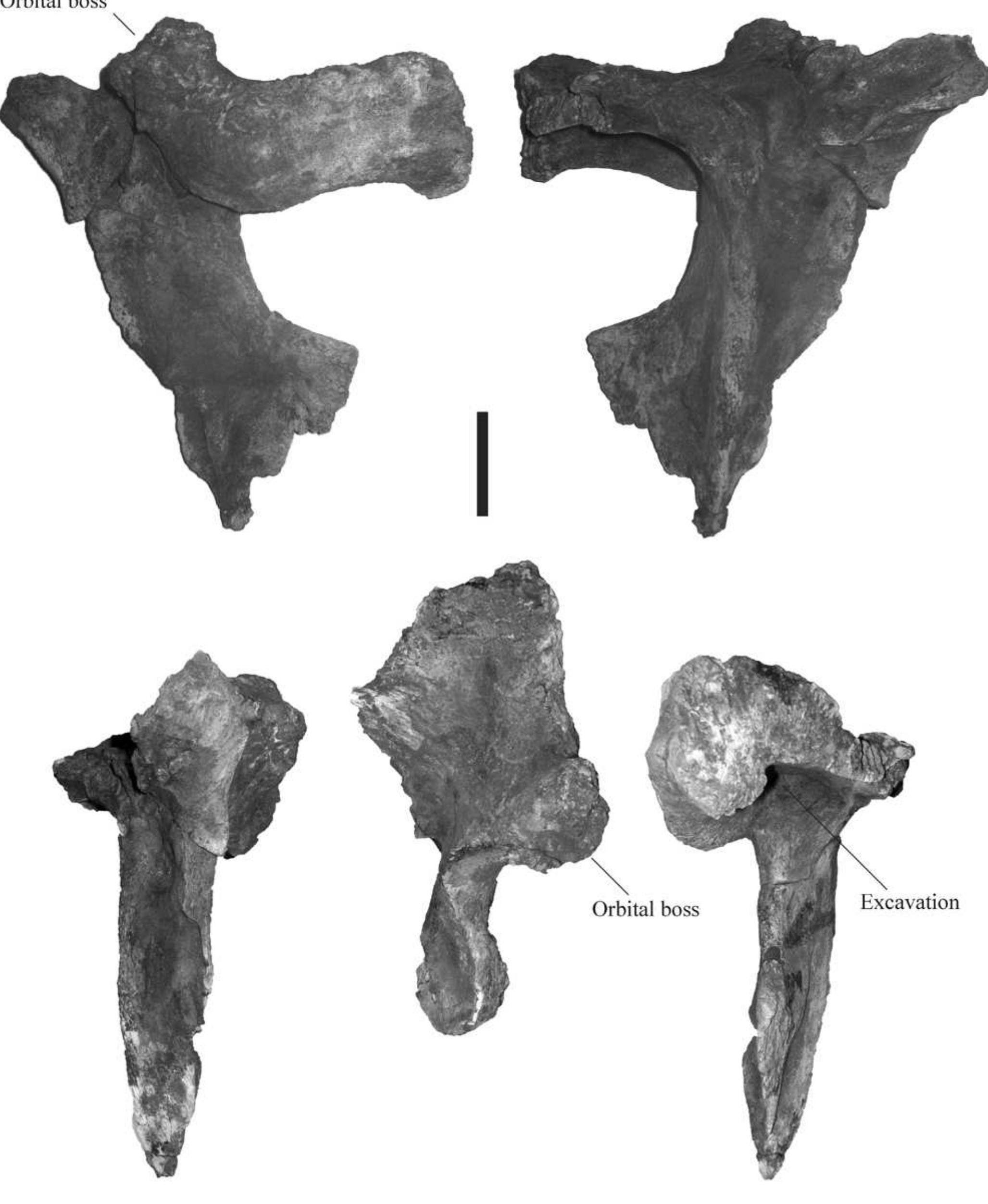 Figure 4 - NEW THEROPOD FAUNA FROM THE UPPER CRETACEOUS