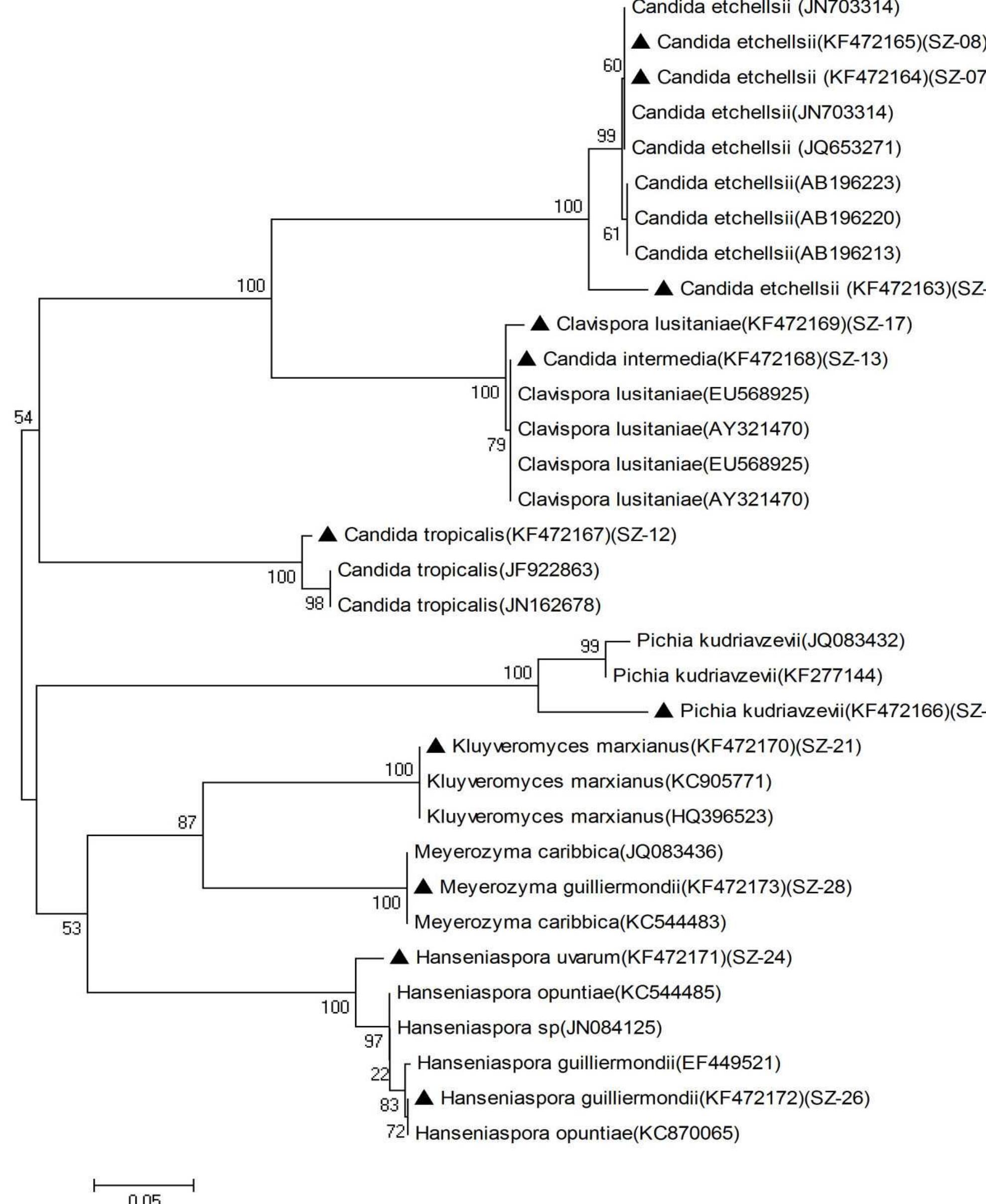 Figure 6 - from MOLECULAR CHARACTERIZATION OF YEAST STRAINS