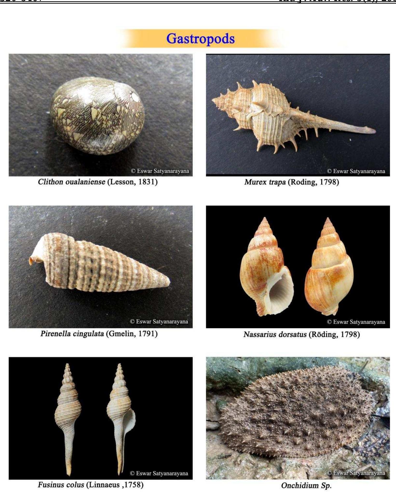 Coringa Tree (PDF) SPECIES DIVERSITY AND DISTRIBUTION OF MOLLUSCAN FAUNA FROM ...