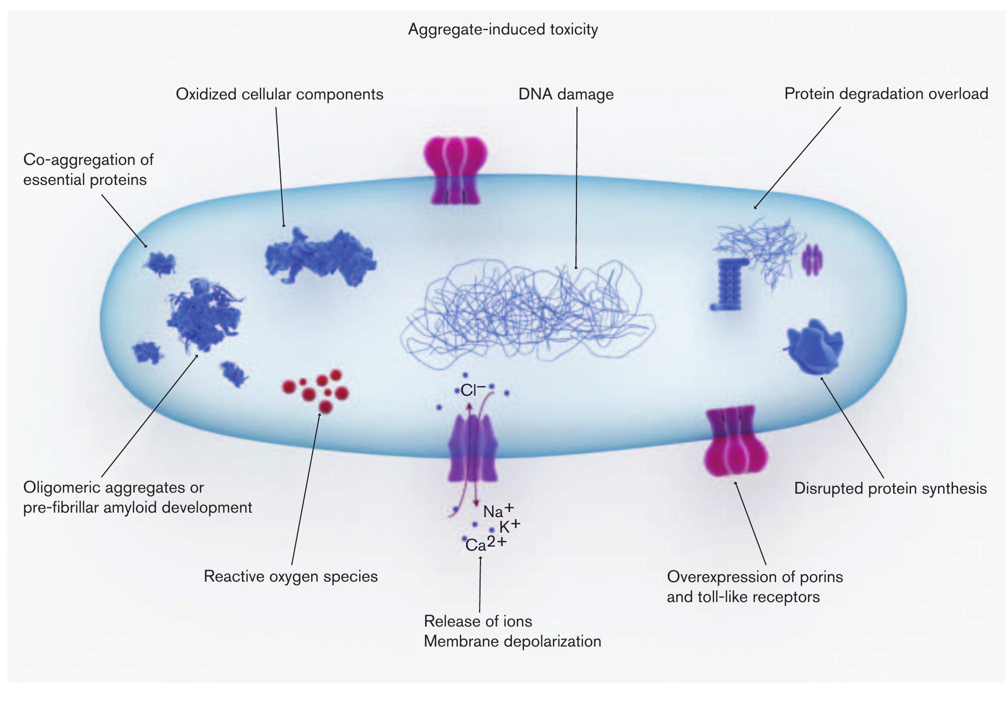 (PDF) Protein aggregation in bacteria: the thin boundary between ...