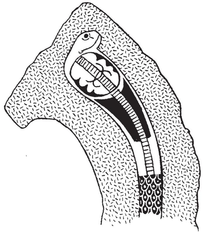 Fig. 20.12. The tip of one of the Byblus swords, showing the uraeus similar to the one on the Gamla artifact (after Miiller 1987). 