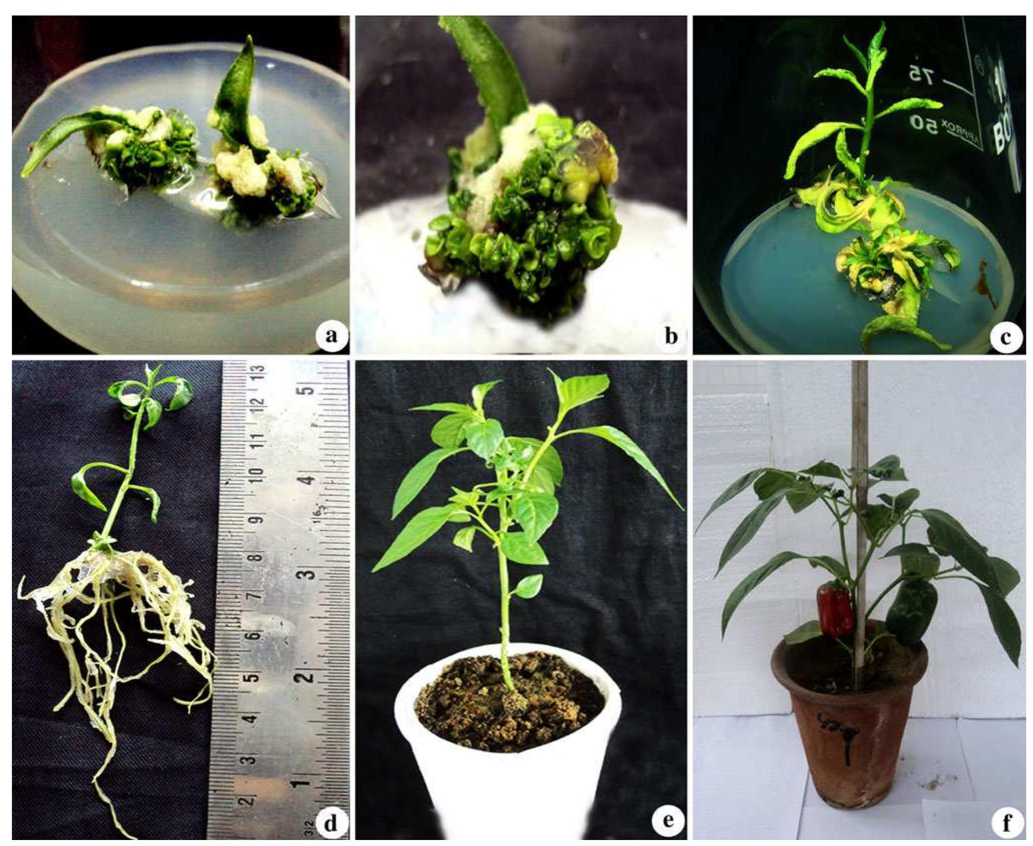(PDF) Phloroglucinol Mediated Shoot Bud Elongation in Capsicum annuum L