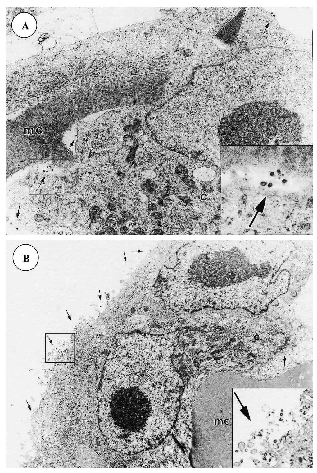 Tem of rabies virus-infected vero cells on mcs. (a)