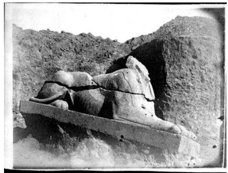 Figure 41. Red granite sphinx, probably Ptolemaic, from the processional road outside the Great Temenos gate, excavated and photographed by Petrie (Delta series no. 488). Photograph EES Archive © Egypt Exploration Society.  Figure 40. Fragmentary Cypriot limestone statuette of a youth (kouros), c. 580-570 BC. Ashmolean Museum, Oxford, AN1896-1908-G.69. Photograph © Ashmolean Museum, University of Oxford. 
