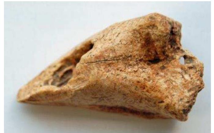 Figure 72 Leg bone (right humerus) from sheep or goat with butchering marks from Naukratis. British Museum, 2011,5009.3.  2.17. Shells and other faunal remains 