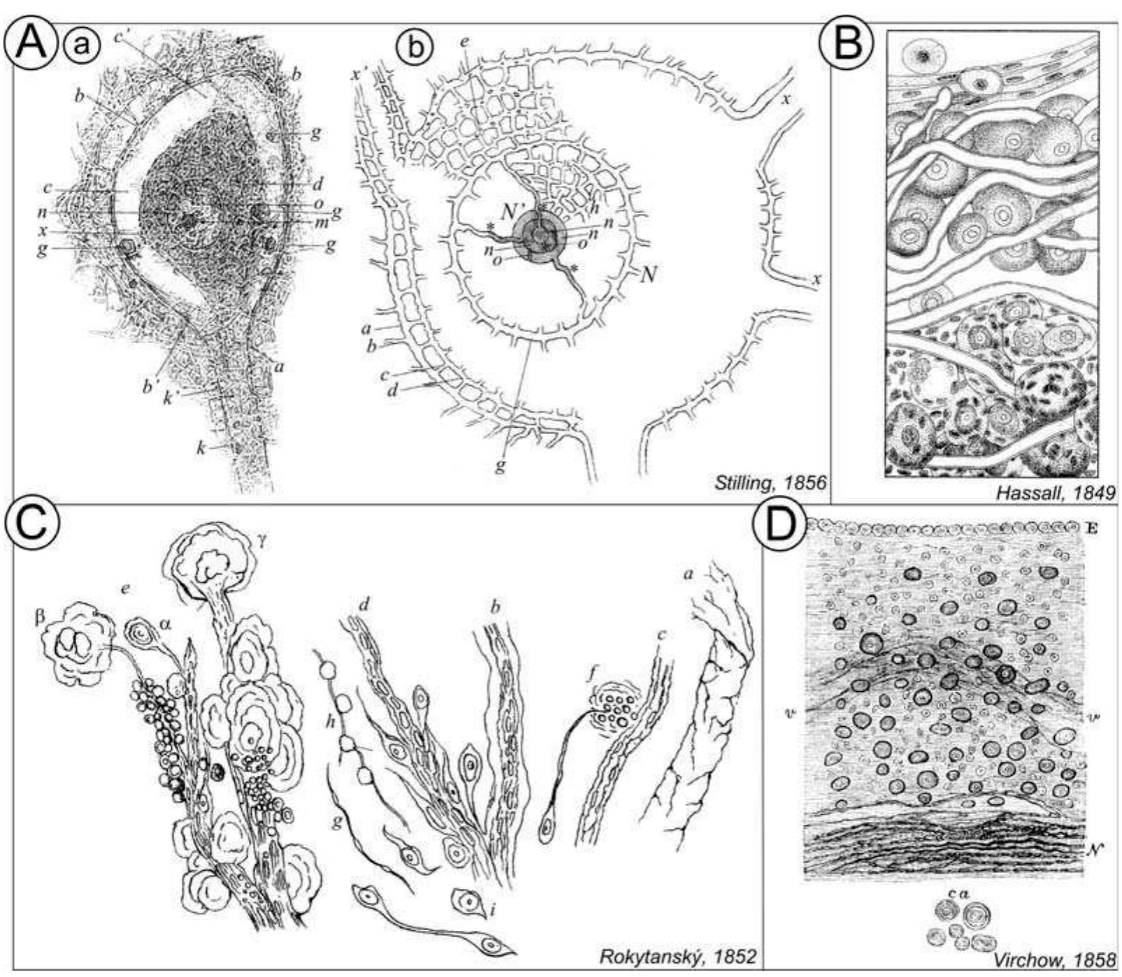 ‘igure 3. (a) the structure of nerve cells by stilling