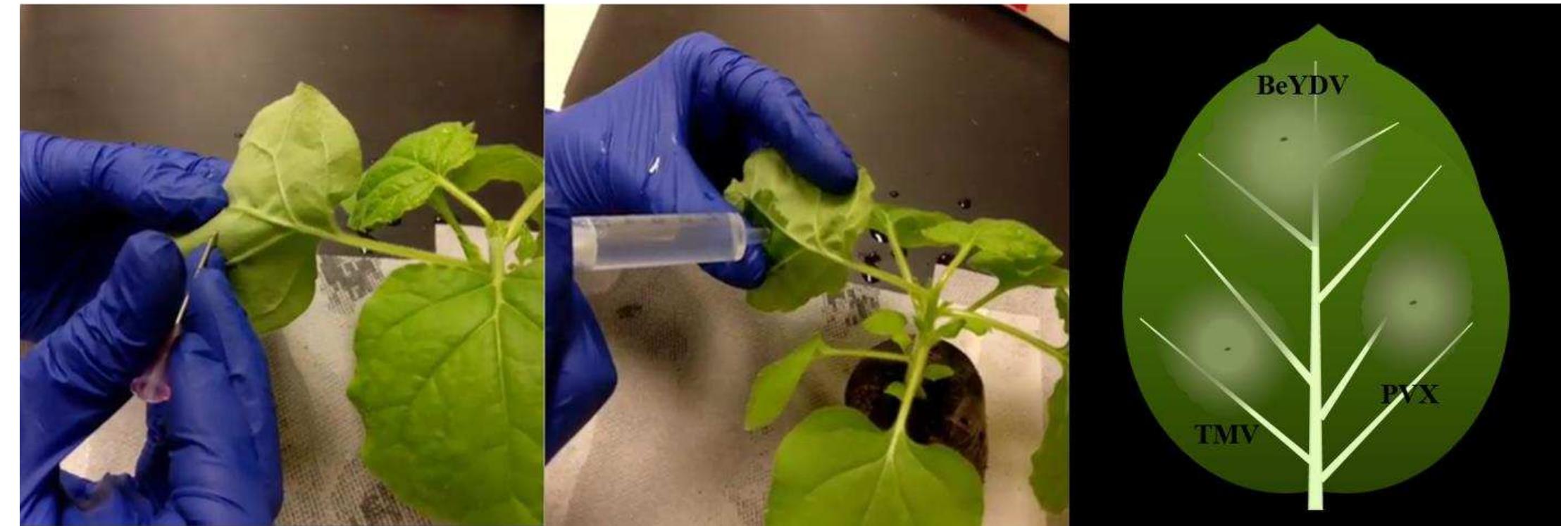 (PDF) Plant-derived Biopharmaceuticals: Overview and Success of ...