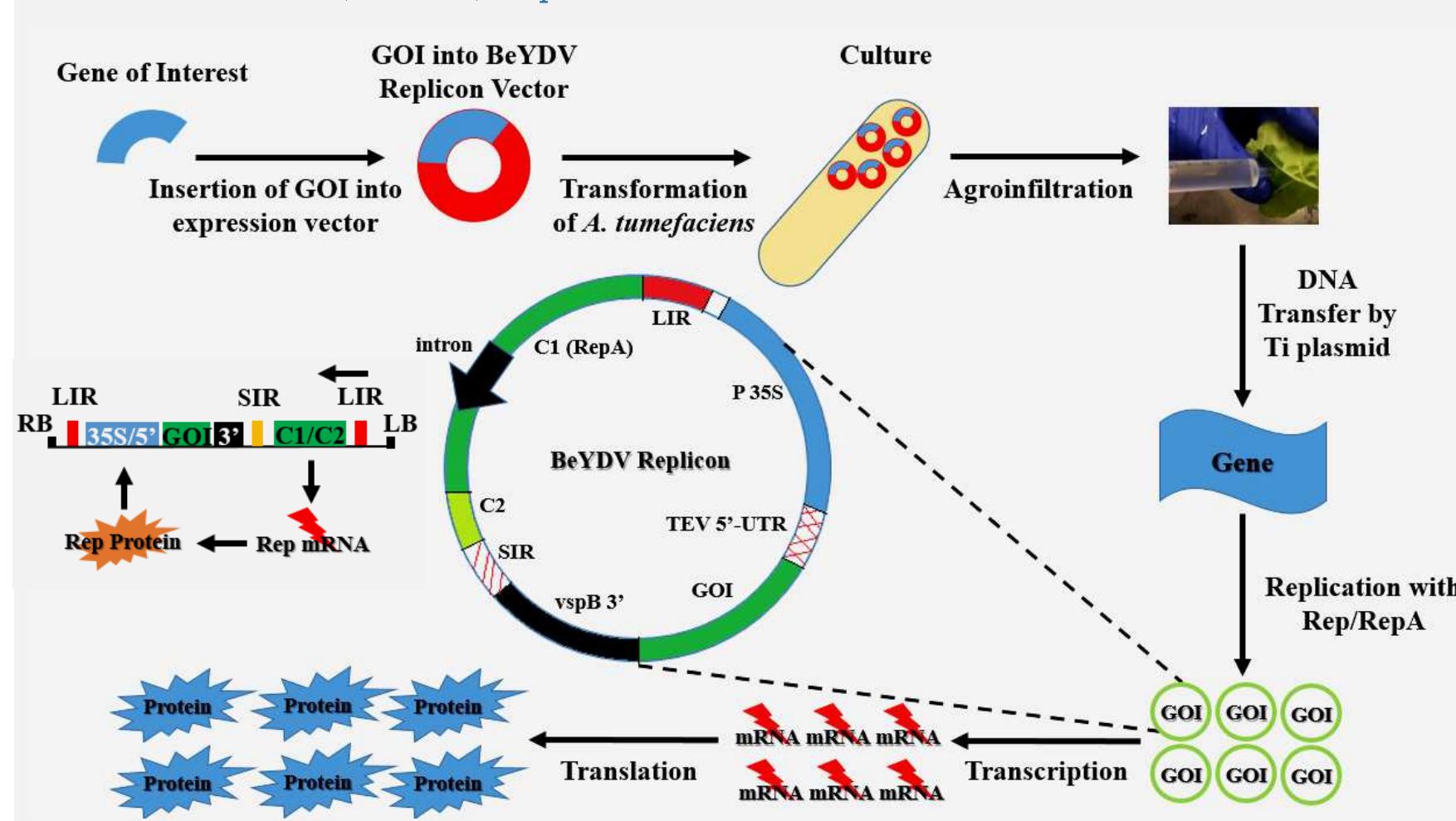 (PDF) Plant-derived Biopharmaceuticals: Overview and Success of ...